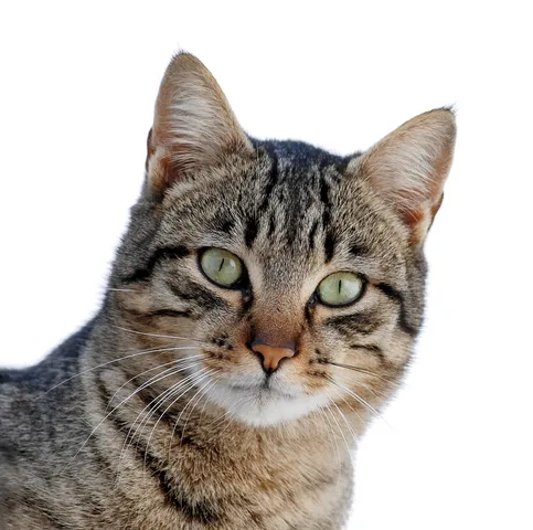 Check out this cat